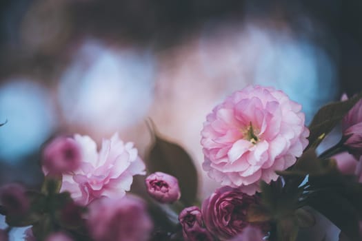 Close up picture of pink blooming cherry blossoms
