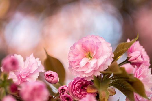 Close up picture of pink blooming cherry blossoms