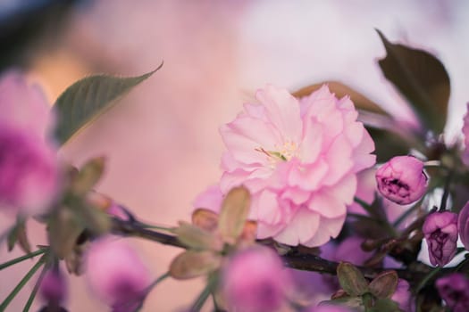 Close up picture of pink blooming cherry blossoms