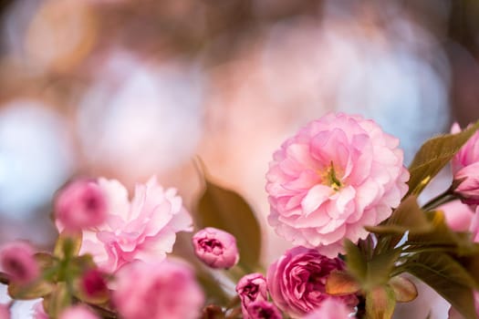 Close up picture of pink blooming cherry blossoms