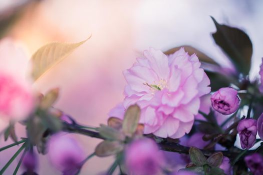 Close up picture of pink blooming cherry blossoms