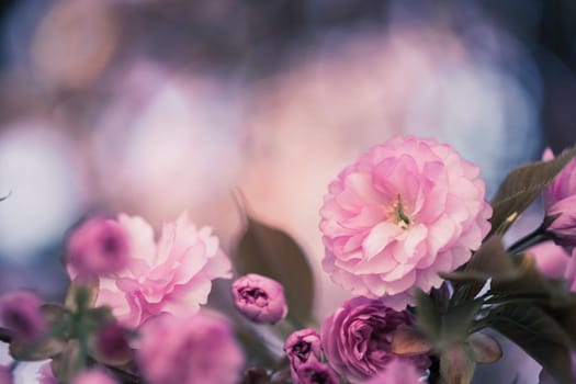 Close up picture of pink blooming cherry blossoms