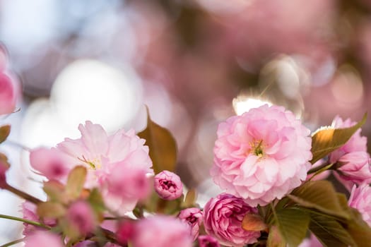 Close up picture of pink blooming cherry blossoms