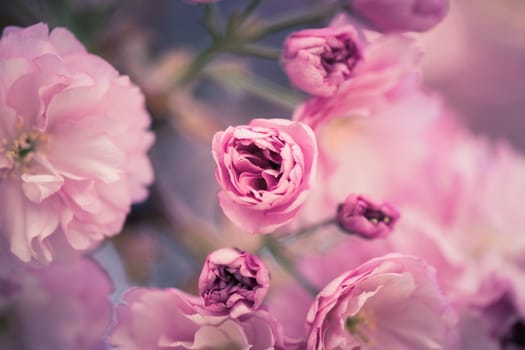 Close up picture of pink blooming cherry blossoms