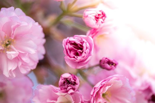 Close up picture of pink blooming cherry blossoms
