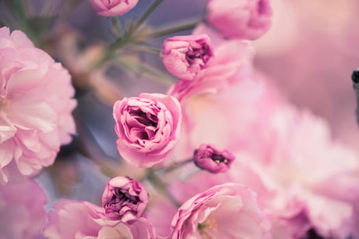 Close up picture of pink blooming cherry blossoms