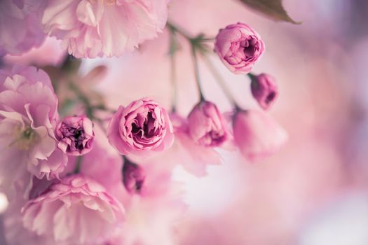 Close up picture of pink blooming cherry blossoms