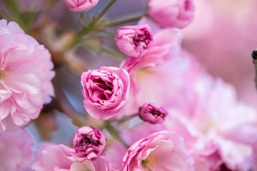 Close up picture of pink blooming cherry blossoms