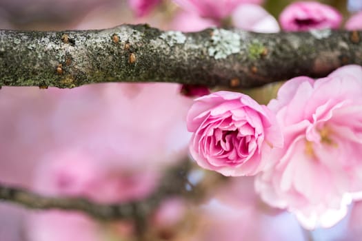 Close up picture of pink blooming cherry blossoms