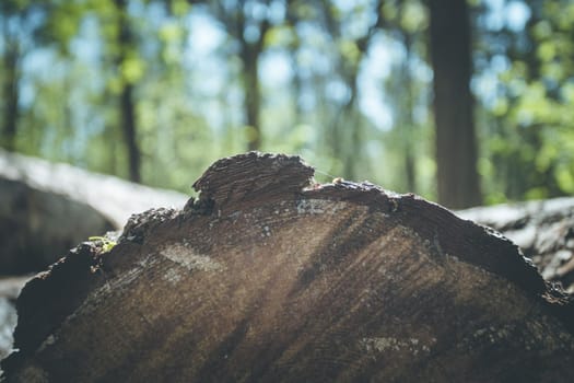 Close up picture of a fallen tree trunk, forest in the blurry background