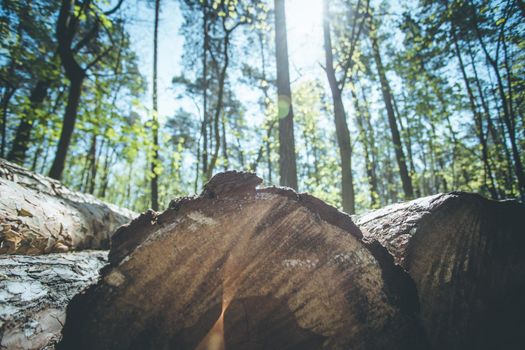 Close up picture of a fallen tree trunk, forest in the blurry background