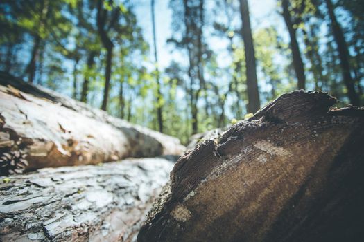 Close up picture of a fallen tree trunk, forest in the blurry background