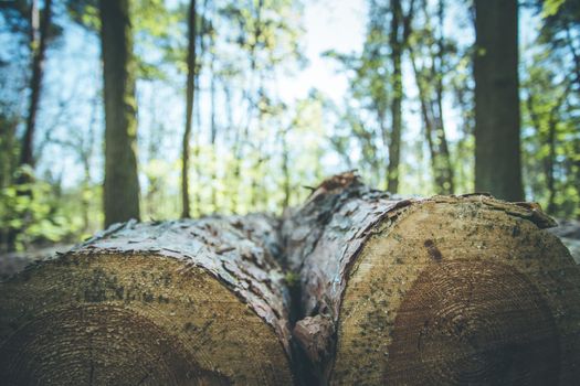 Close up picture of a fallen tree trunk, forest in the blurry background
