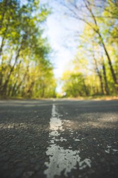 Asphalted street in the forest: Close up perspective, blurry background