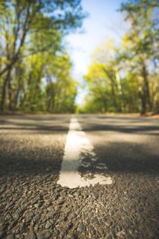 Asphalted street in the forest: Close up perspective, blurry background