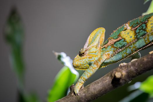 Closeup of a chameleon climbing on a tree branch, zoo