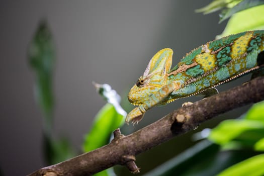 Closeup of a chameleon climbing on a tree branch, zoo