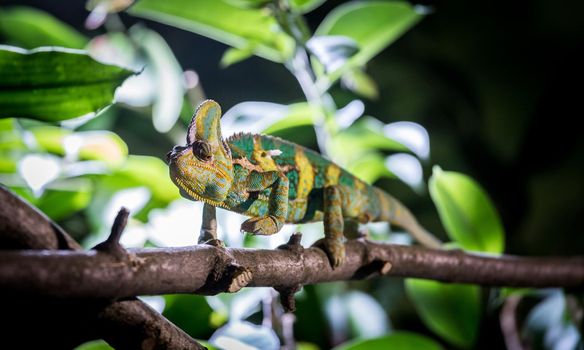 Closeup of a chameleon climbing on a tree branch, zoo