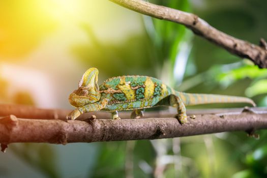 Closeup of a chameleon climbing on a tree branch, zoo. Sunshine.