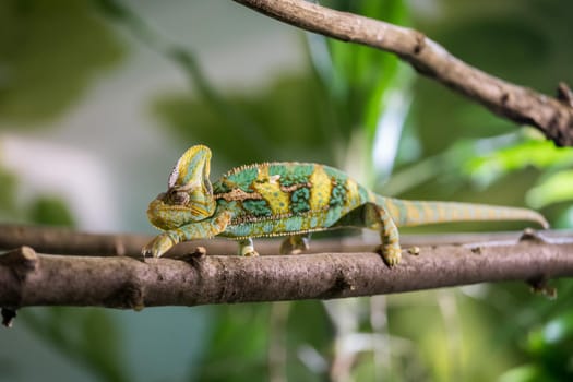 Closeup of a chameleon climbing on a tree branch, zoo