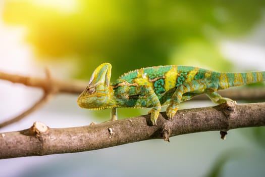 Closeup of a chameleon climbing on a tree branch, zoo. Sunshine.