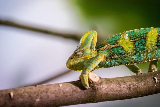 Closeup of a chameleon climbing on a tree branch, zoo
