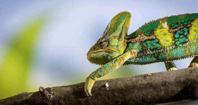 Closeup of a chameleon climbing on a tree branch, zoo
