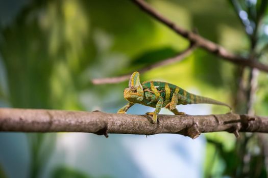 Closeup of a chameleon climbing on a tree branch, zoo