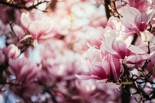Blooming magnolia tree in spring, pink beautiful blossoms