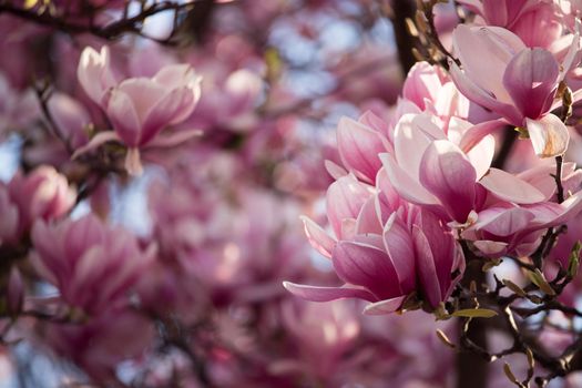 Blooming magnolia tree in spring, pink beautiful blossoms