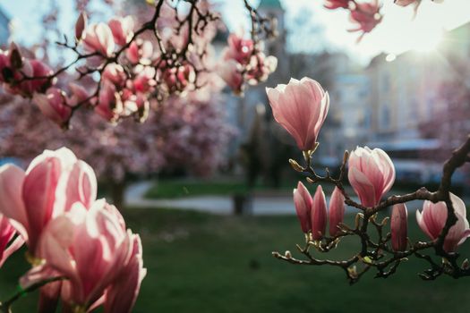 Blooming magnolia tree in spring, pink beautiful blossoms