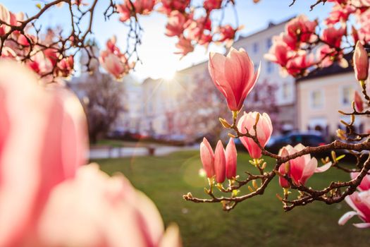 Blooming magnolia tree in spring, pink beautiful blossoms