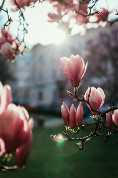 Blooming magnolia tree in spring, pink beautiful blossoms