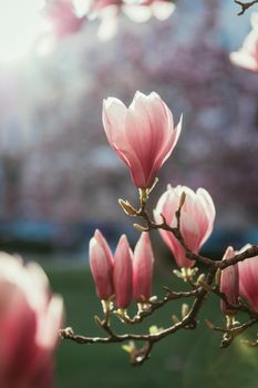 Blooming magnolia tree in spring, pink beautiful blossoms