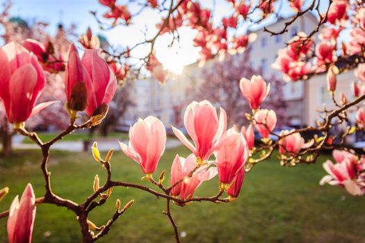 Blooming magnolia tree in spring, pink beautiful blossoms