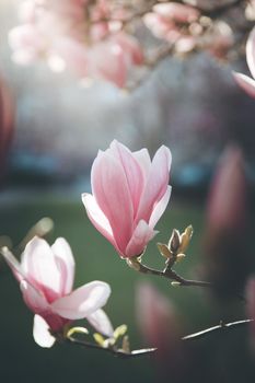 Blooming magnolia tree in spring, pink beautiful blossoms