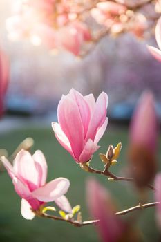 Blooming magnolia tree in spring, pink beautiful blossoms