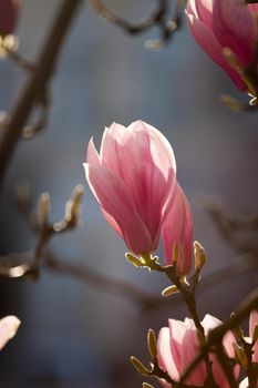 Blooming magnolia tree in spring, pink beautiful blossoms