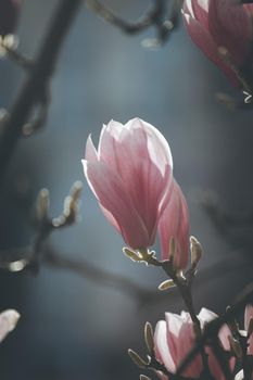 Blooming magnolia tree in spring, pink beautiful blossoms