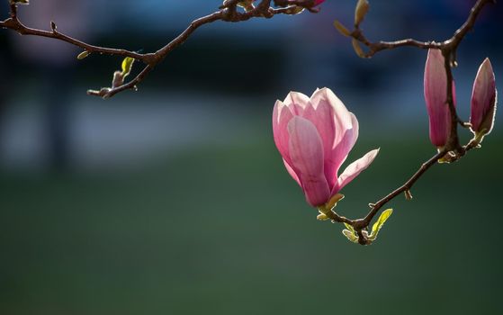 Blooming magnolia tree in spring, pink beautiful blossoms