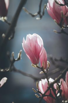 Blooming magnolia tree in spring, pink beautiful blossoms