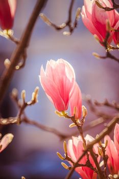 Blooming magnolia tree in spring, pink beautiful blossoms