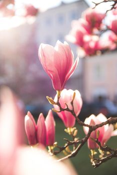 Blooming magnolia tree in spring, pink beautiful blossoms