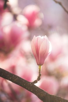 Blooming magnolia tree in spring, pink beautiful blossoms