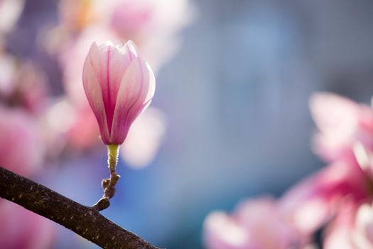 Blooming magnolia tree in spring, pink beautiful blossoms