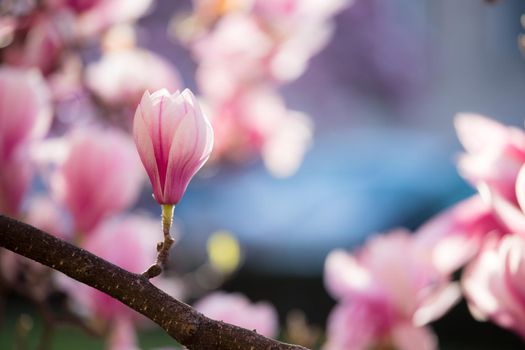 Blooming magnolia tree in spring, pink beautiful blossoms