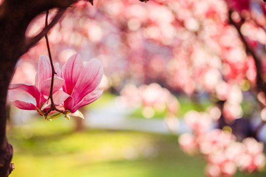 Blooming magnolia tree in spring, pink beautiful blossoms