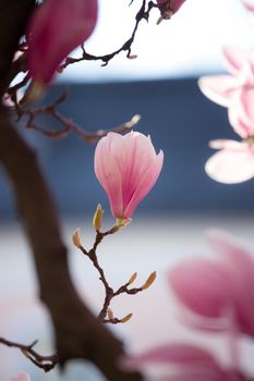 Blooming magnolia tree in spring, pink beautiful blossoms