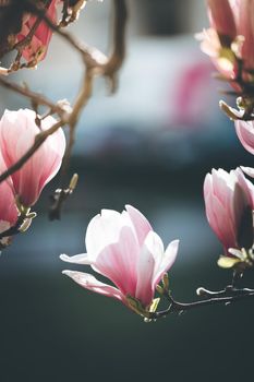 Blooming magnolia tree in spring, pink beautiful blossoms