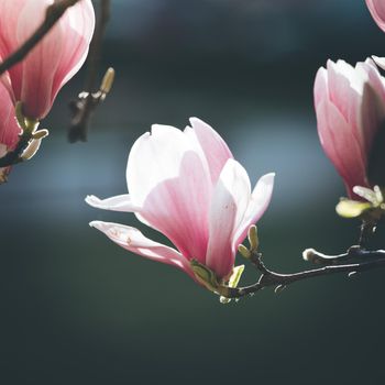 Blooming magnolia tree in spring, pink beautiful blossoms